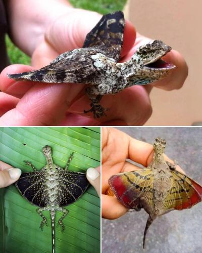 Draco Volans