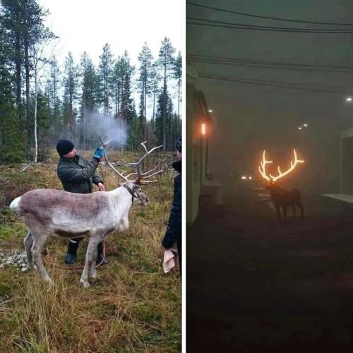 Glowing Antlers