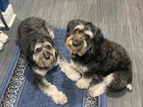 Bailey and Ellie