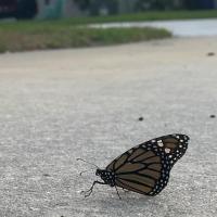 AlexandAmanda